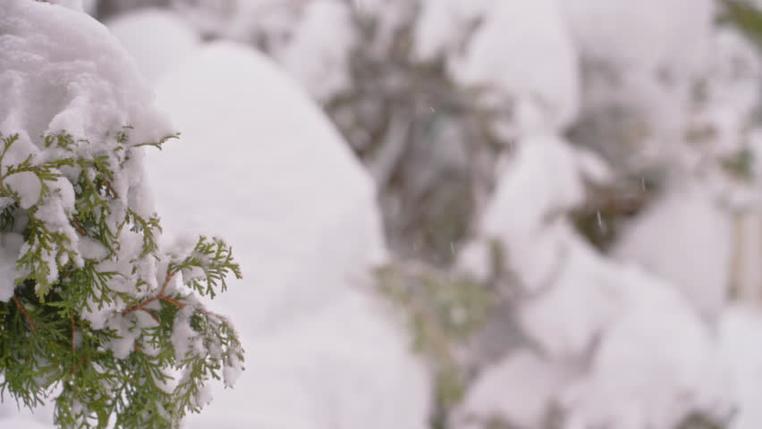 Snow covers trees in a serene winter landscape at a remote location