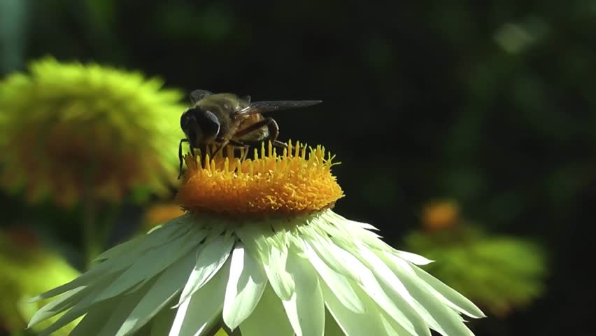 Discover the fascinating world of bees in stunning detail. This vibrant footage showcases their pollination process, hive activity, and delicate movements, perfect for nature documentaries, educationa