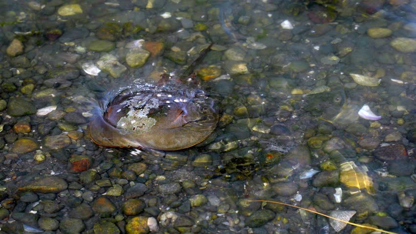 A horseshoe crab sits in shallow water close up