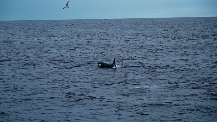 Killer whales breaching the water surface off Stø, showcasing powerful movement