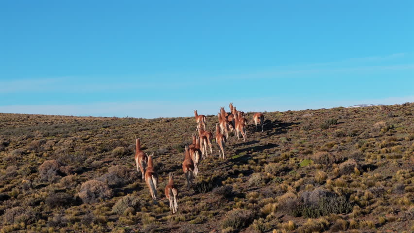 Herd of Guanacos in Argentina, Patagonia running over the dry grass, sunny day with blue sky, behind, copy space