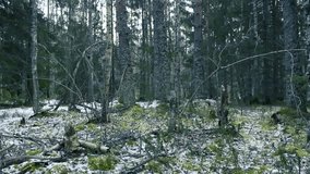 Slowly right to left panning footage of a winter white snow covered forest with trees, branches, twigs. Tall trees in the background with white cloudy sky visible between them. Ground has green moss. - Powered by Shutterstock - Get 15% off with code: PIKWIZARD15