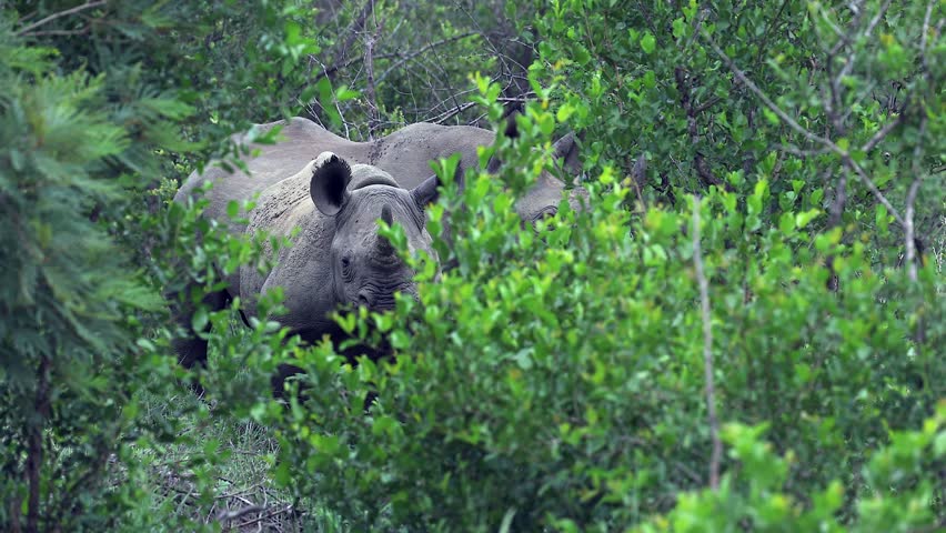Two Black rhinos in South African bush, framed by green foliage