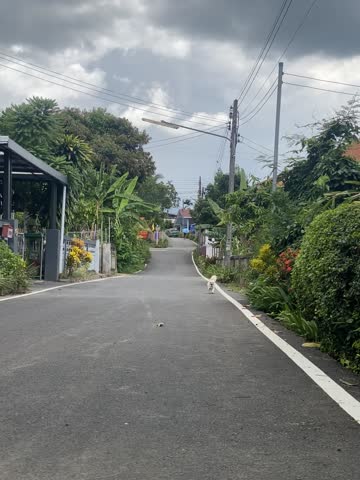 The dog is running and playing happily.