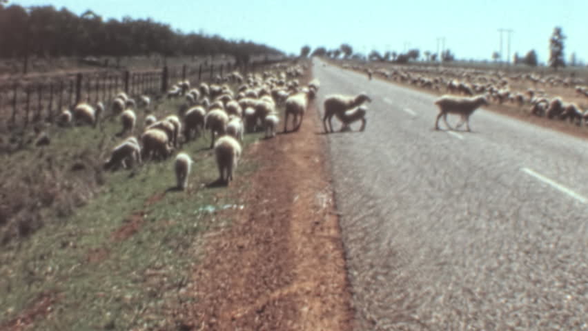 Merino sheep flock crossing a road in Australia, likely Queensland. Animals moving over road from pasture. Useful for agriculture, farming, or rural transport projects. Restored vintage 1960s-70s.