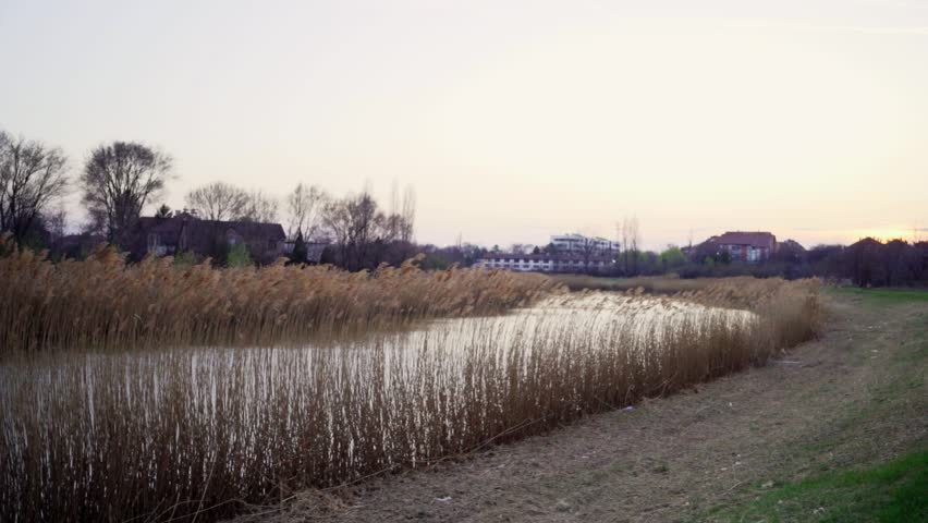 Serene sunset over a calm pond with tall grasses and distant buildings