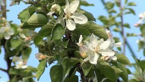 Apple Flowers on the spring wind