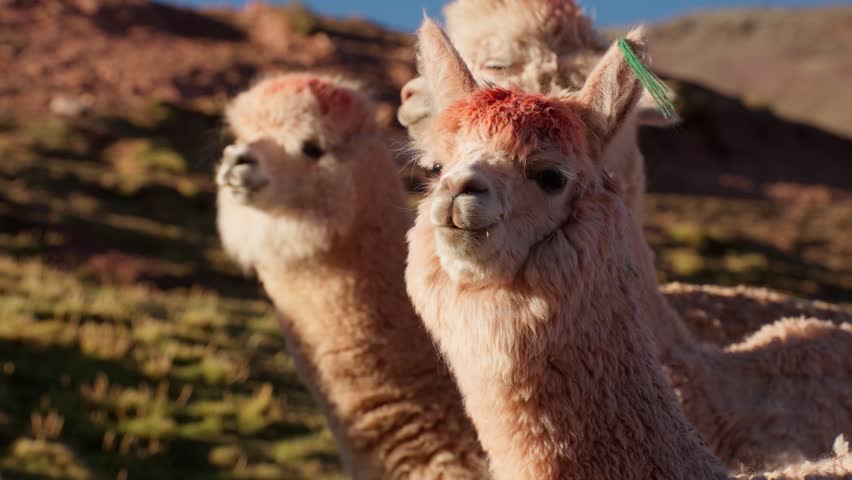 Llamas with fluffy coats are seen in a vibrant green meadow of the Andes. The sun illuminates their soft fur, creating a picturesque backdrop.