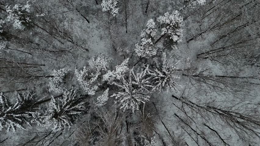 A stunning drone view of a snow-covered forest, with trees blanketed in white, creating a serene and peaceful winter landscape. The untouched snow highlights the natural beauty and tranquility of the 