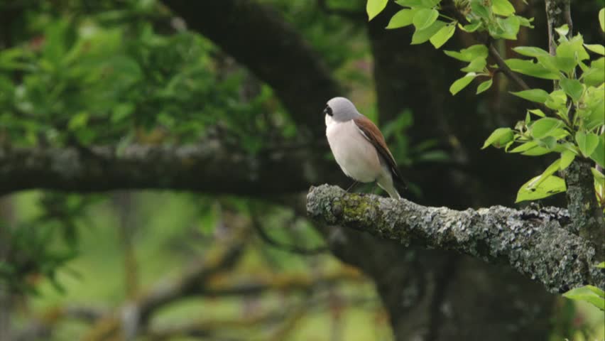 red-backed shrike sits on a branch in spring