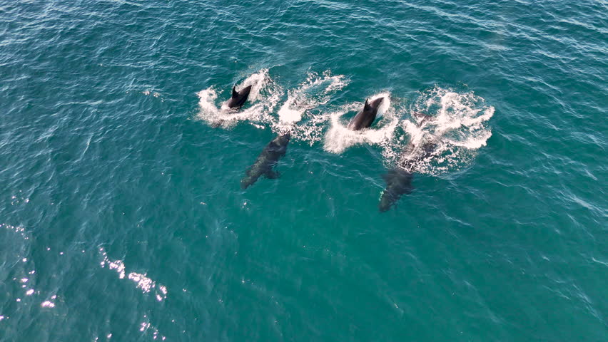 Drone footage of a pod of killer whales surfacing off Baja California, with crystal-clear ocean waters below. Aerial shot of orcas.