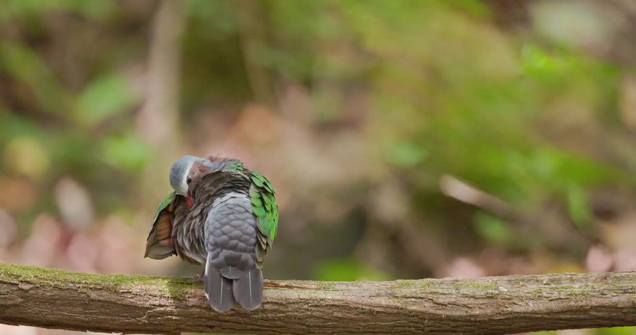 Magnificent Emerald Dove Preening its feathers after bath on a hot sunny summer day in Indian Jungle