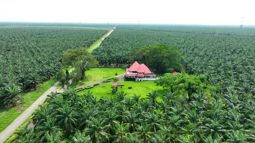 Tropical locations, palm oil plantations, island business buildings, aerial
