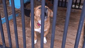 Abandoned Dog Barking Inside Its Kennel At An Animal Shelter. - closeup shot - Powered by Shutterstock - Get 15% off with code: PIKWIZARD15