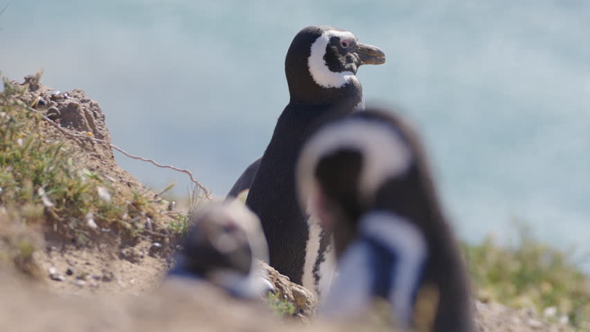 Magellanic Penguin, Spheniscus magellanicus, Coastal Cliff in Patagonia, Argentina