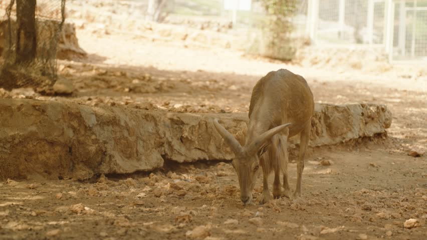 A solitary mountain goat standing on rocky terrain, facing the camera with long, curved horns and a rugged background. The scene highlights the goat