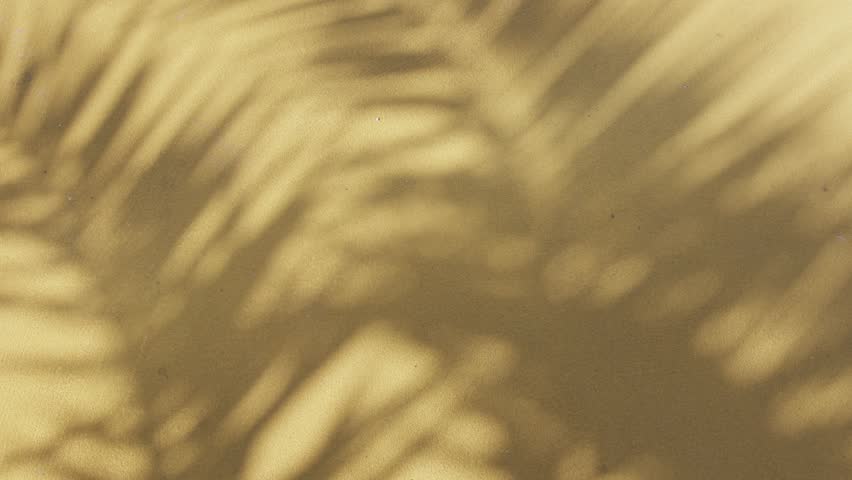 Blurred shadow of tropical palm leaves moving on the pink wall background. Summer concept.