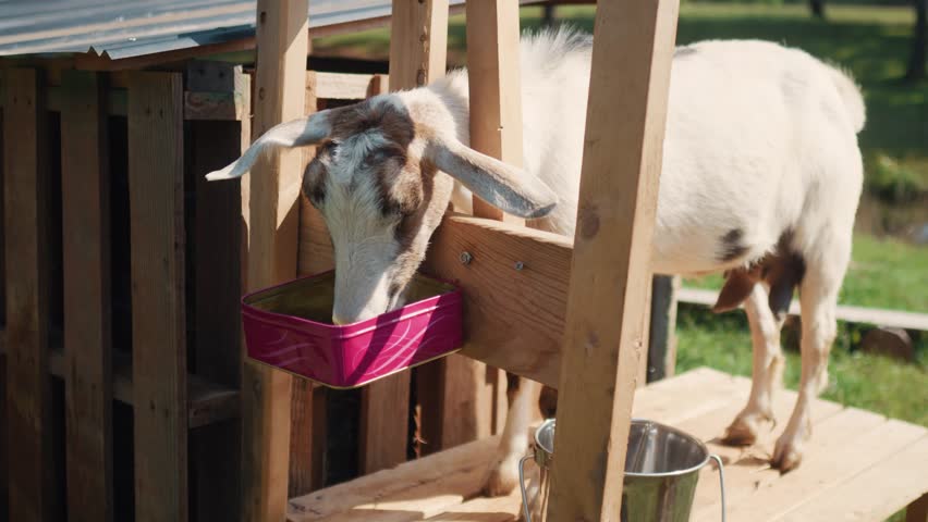 young goat milking while eating from wooden fence, rural farming lifestyle