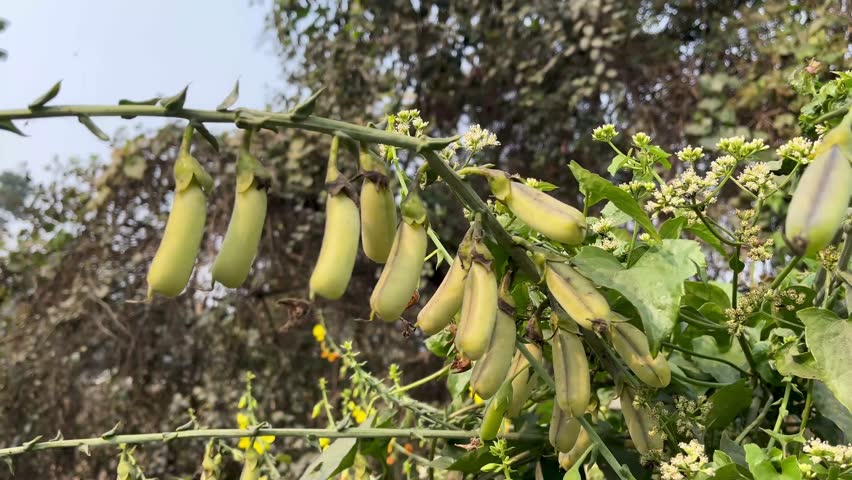 A closeup of the bright yellow flowers and seed pods of Showy rattlebox, Showy crotalaria, a beautiful, but invasive and toxic legume wildflower found in the southeast us. Native to Asia.