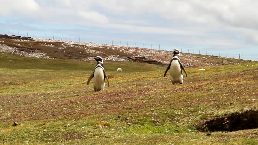 Magellanic Penguins strolling around