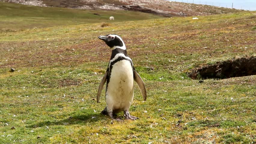 Magellanic Penguin strolling around
