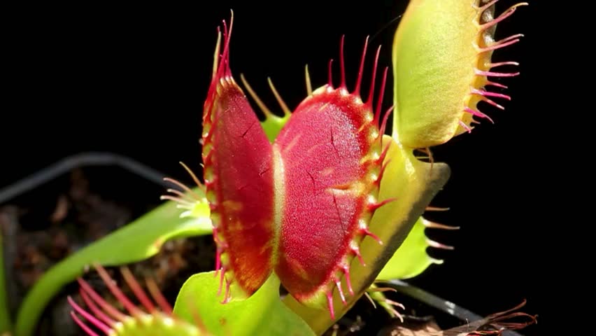Close-up of a carnivorous plant trapping prey.