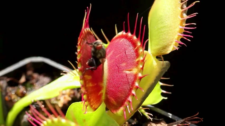Close-up of a carnivorous plant trapping prey.