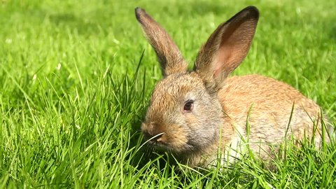 Cute Easter Bunny Rabbit Eating Grass HD