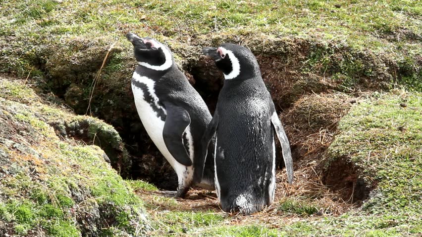 Magellanic Penguins sitting in front of their nest