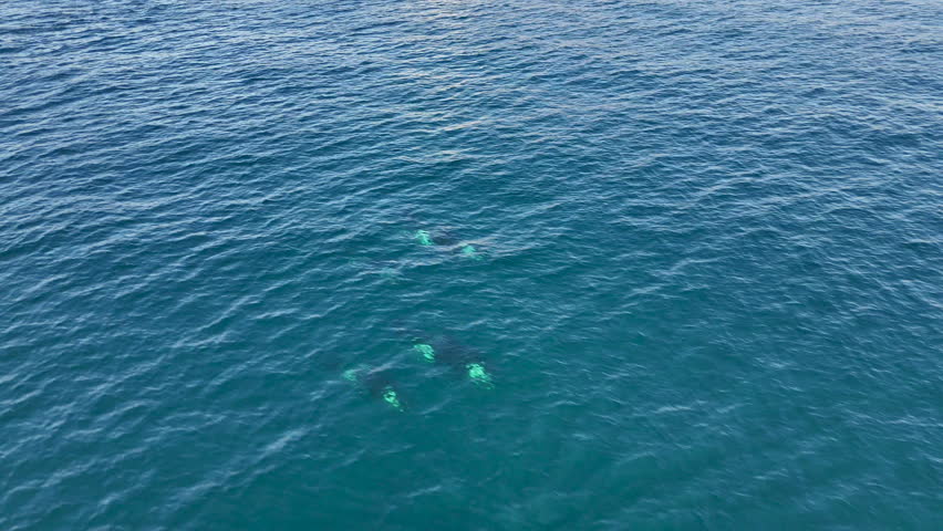 Aerial footage of a pod of killer whales surfacing off Baja California, with crystal-clear ocean waters below. Drone shot of orcas.