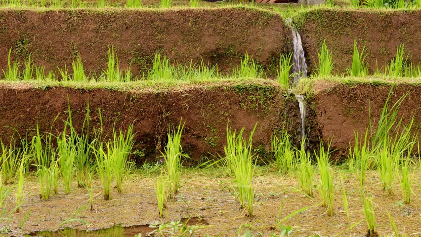 Water cascades down rice terraces naturally irrigating fields Traditional farming techniques ensure sustainable agriculture preserving land fertility ecosystem balance and water resource management