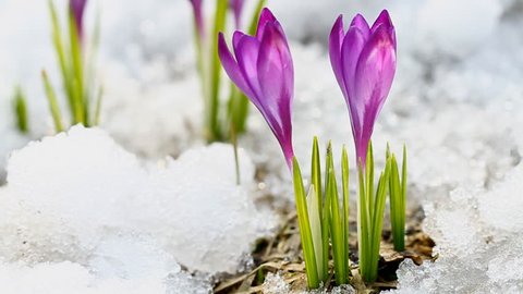 Beautiful spring crocuses in the snow