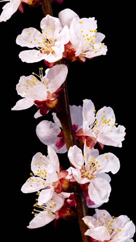 Apricot Flower on a Spring Tree Branch Blossoming in Time Lapse on a Black Background. Spring Flowers Opening in Timelapse. Blooming Backdrop with Alpha Matte