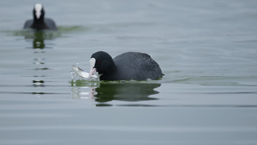 Eurasian Coot with Freshly Caught pry Fish alive in mouth Lake Kerkini