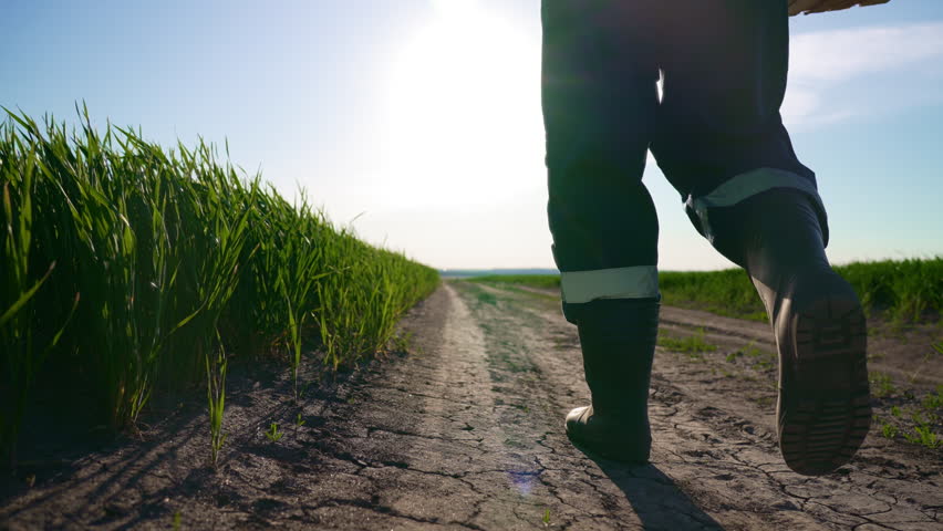 Closeup view of legs of farmer walking on ground in farmland in summer day. Back view of male feet in rubber shoes, professional farm worker or agronomist, agribusiness and agriculture, rearview