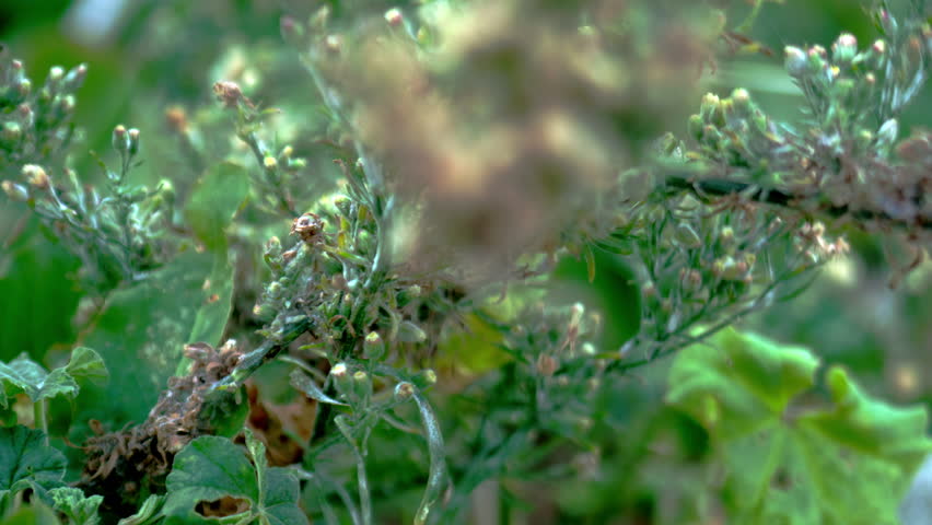 Close up of a plant
