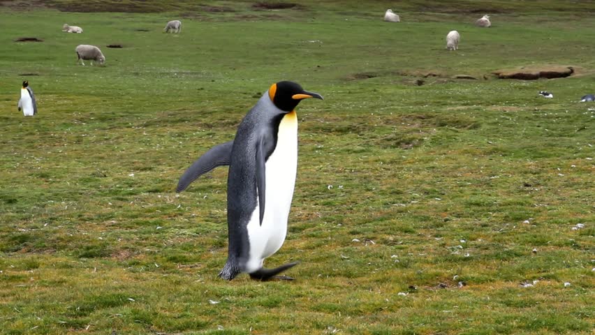 King Penguin walking around