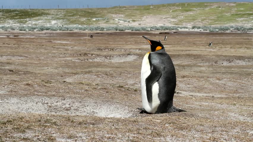 Lonely King Penguin