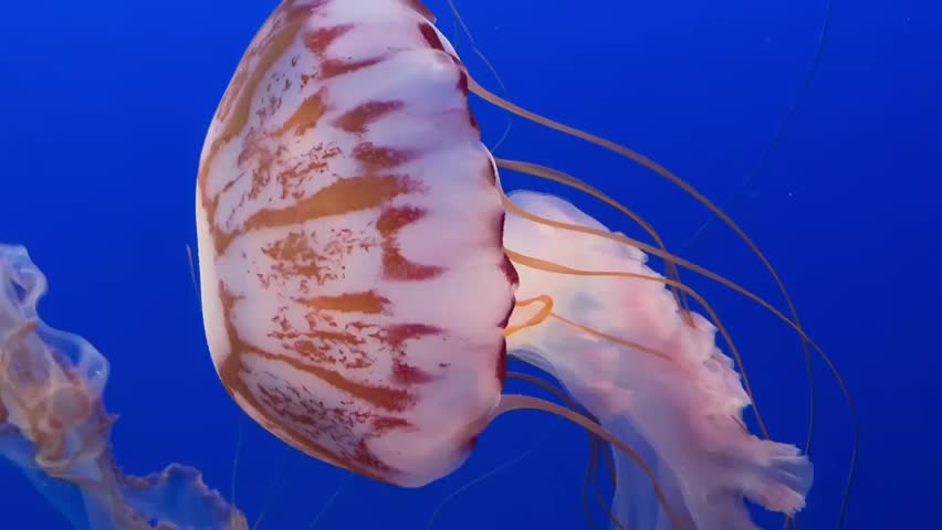 Beautiful Jellyfish (Medusa) With Striking Features.