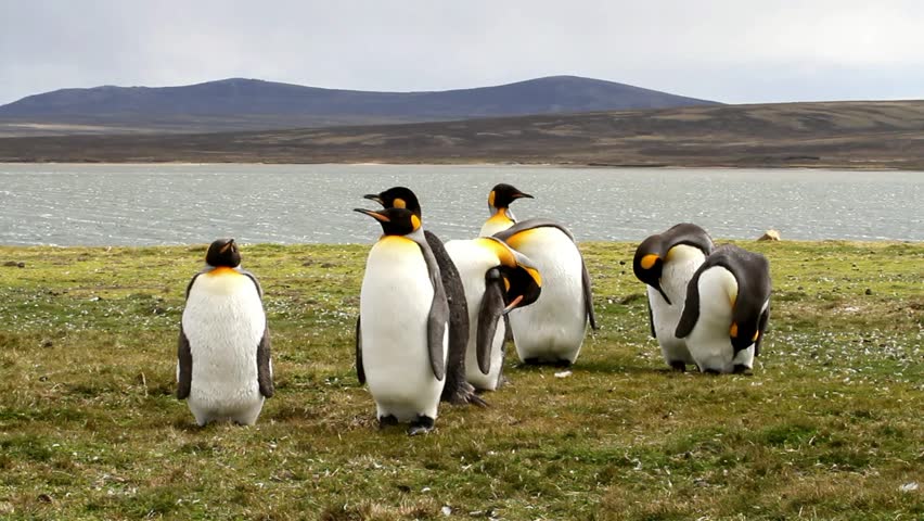 Small Group of King Penguins sitting on the grass