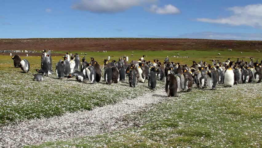Young King Penguins in a colony