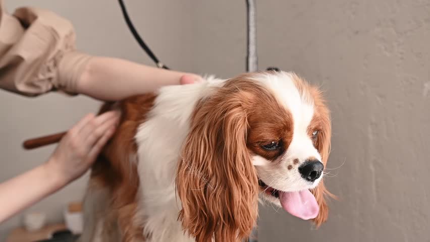 Show preparation for a Cavalier King Charles Spaniel includes expert fur styling. Every strand is perfectly arranged, highlighting the breeds signature silky and luxurious coat dog show