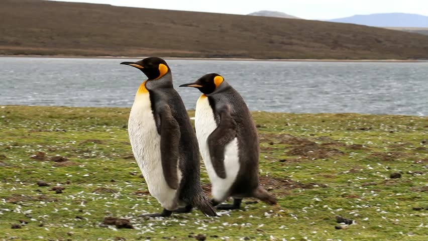 Couple of King Penguin walking around