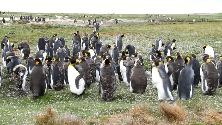 Young King Penguin in a colony