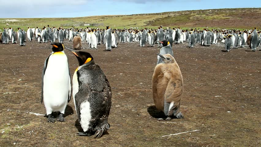 King Penguin with a young one and a baby Penguin