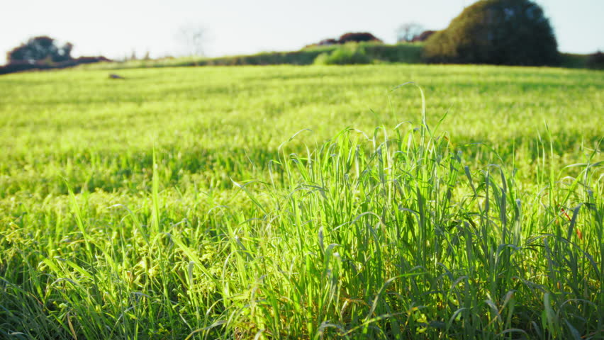 The Green Hill Nature Of Fresh Meadow Ready For Grazing In Spring