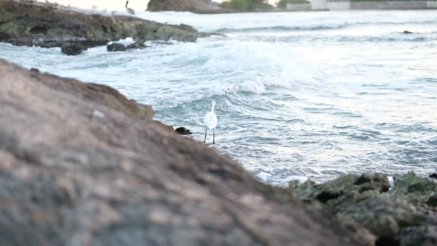 a little whooping crane takes to the air