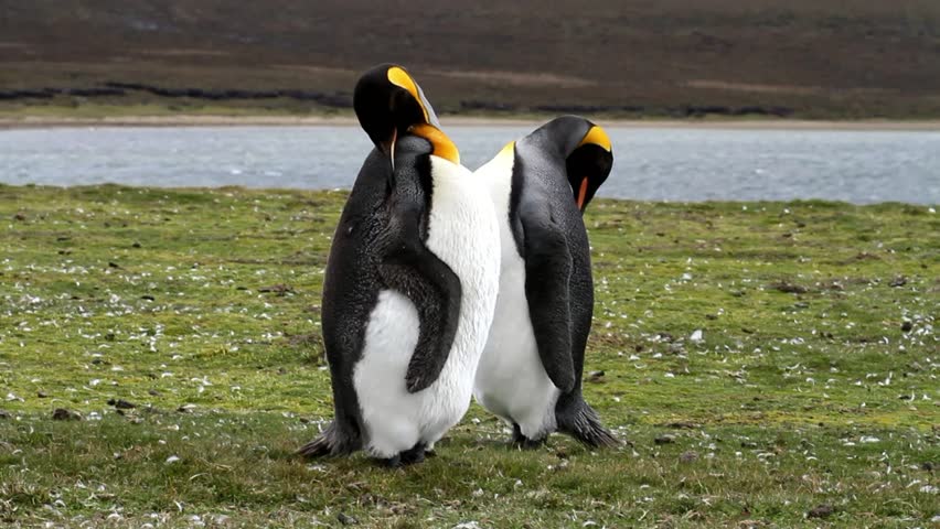 Two King Penguinscleaning their feathers