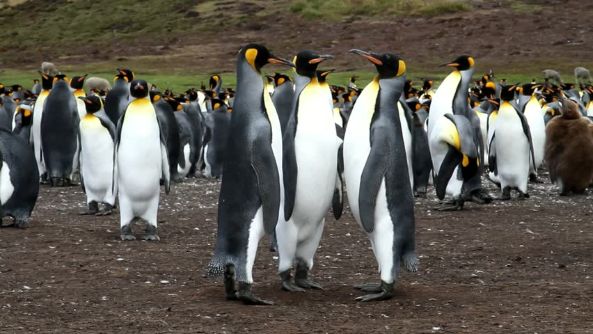 Three King Penguins standing together