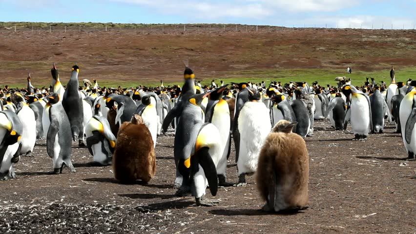 King Penguin and Baby Penguins